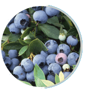 bilberry